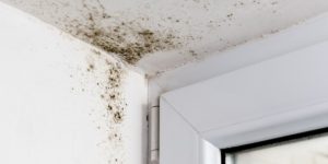 Mold Removal South Orange County CA