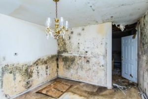 Mold removal professionals