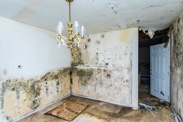 Mold removal professionals