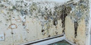 Mold Removal San Clemente CA